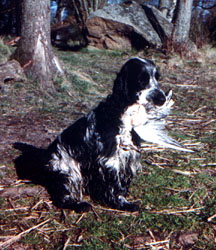 Shakima's Blue Chief