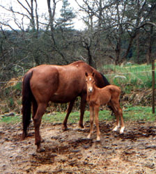 Gina med Gilero